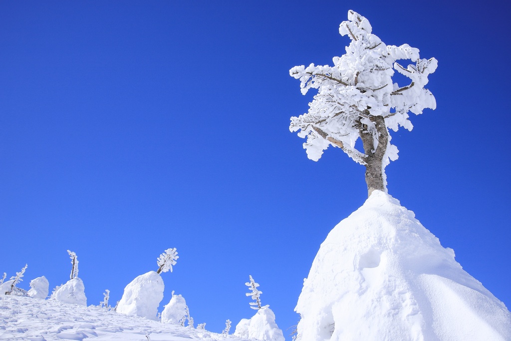 雪の華