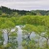 水没林