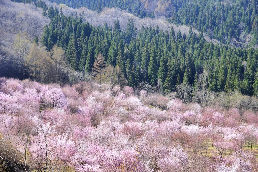 新緑の中の桜色