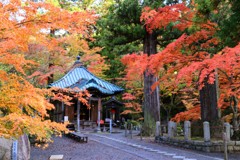 黄色と赤の出迎え