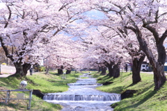 観音寺川の桜
