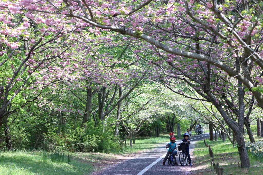 春のサイクリングロード