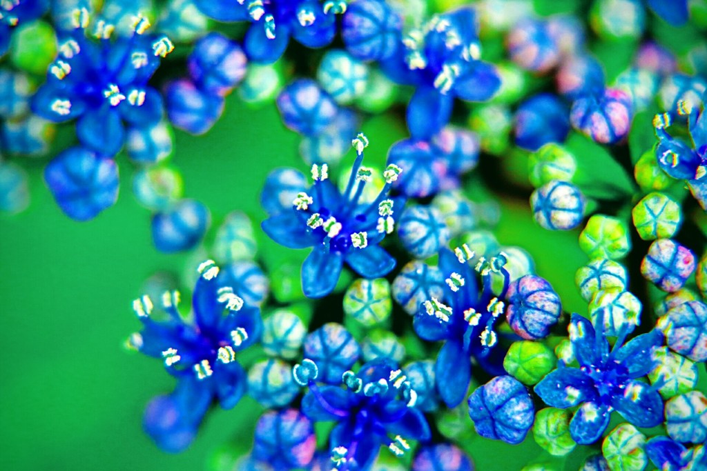 紫陽花