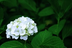 ｗｈｉｔｅ