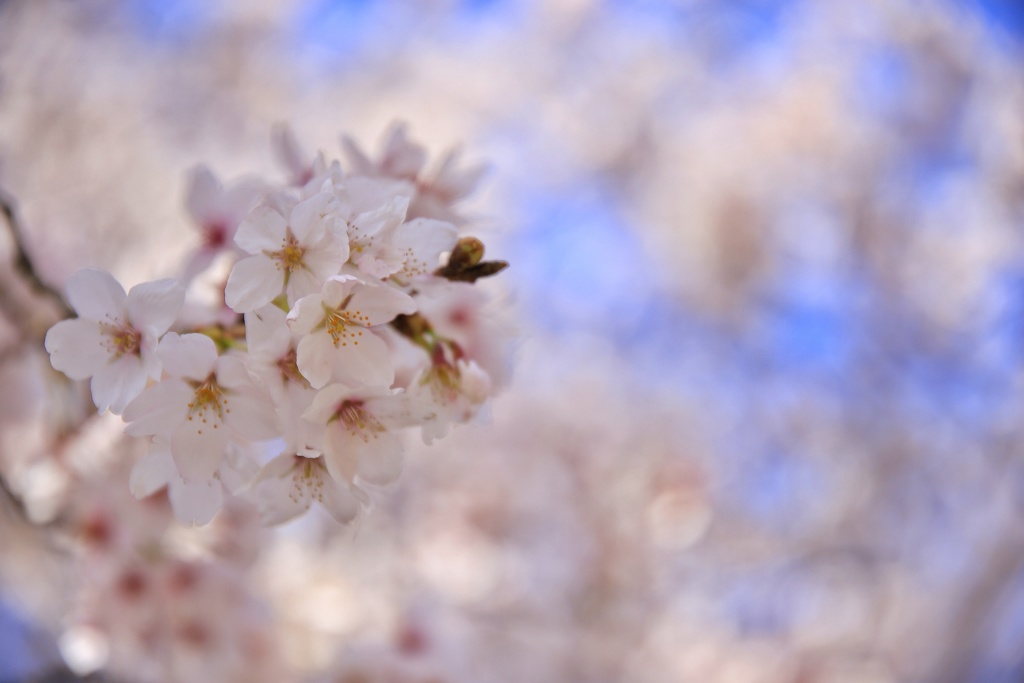 桜色