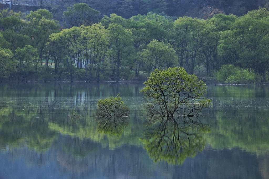 湖面の美