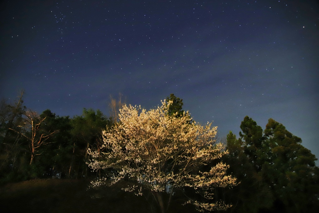 夜桜