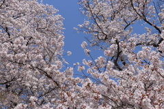 船岡城跡公園の桜