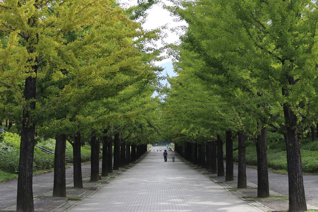 休日の散歩道