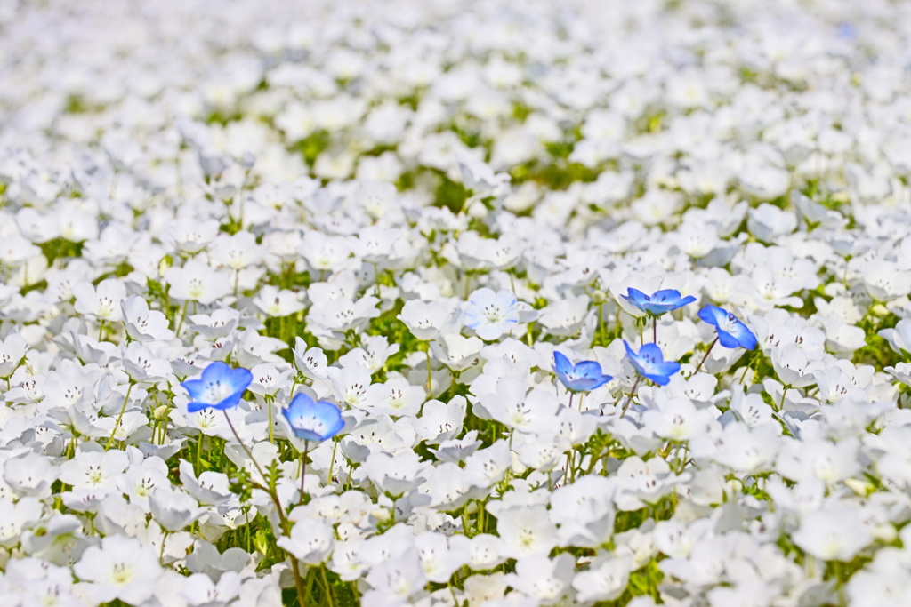 ネモフィラ