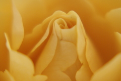 Yellow　Rose