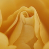 Yellow　Rose