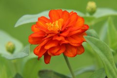 紅