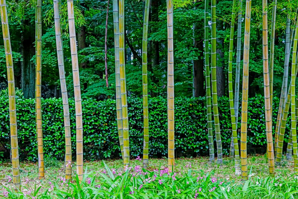 バンブー