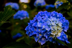 紫陽花