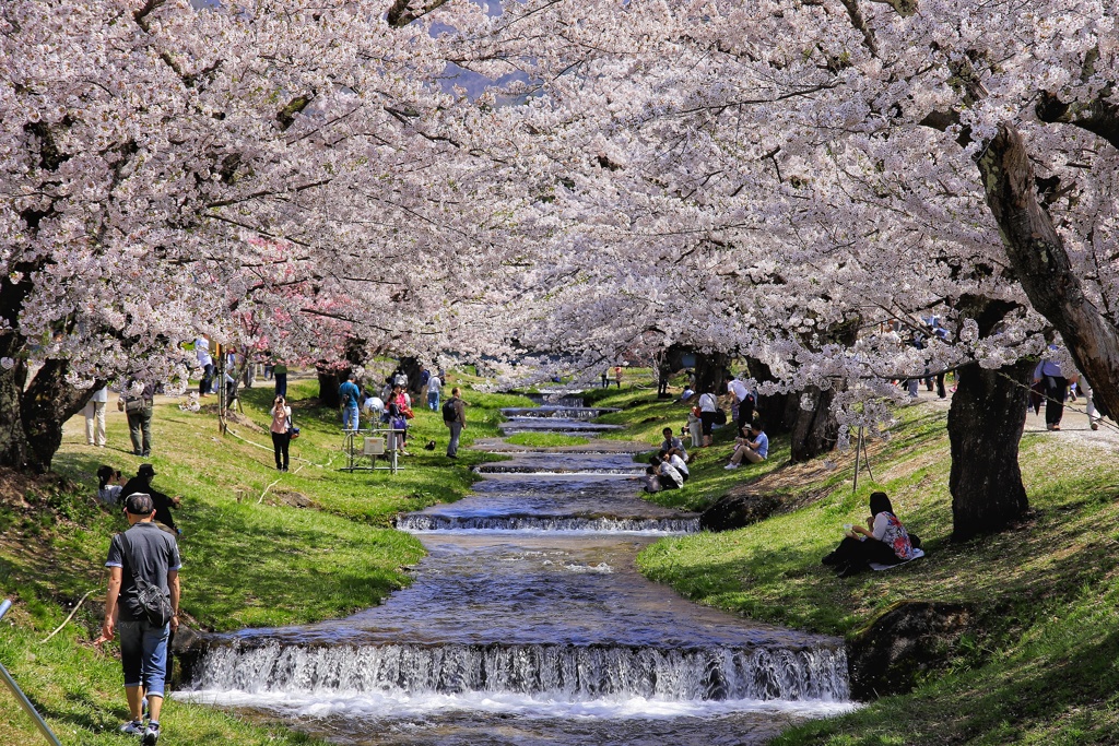 観音寺川の桜