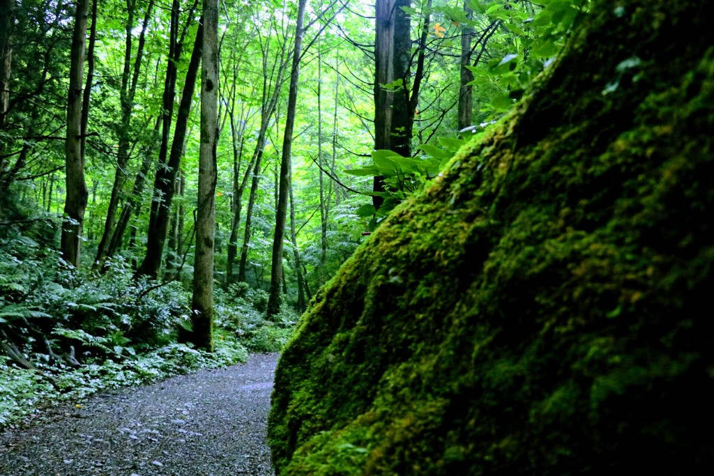 森林浴を求めて…