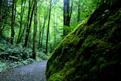 森林浴を求めて…