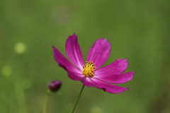 秋桜