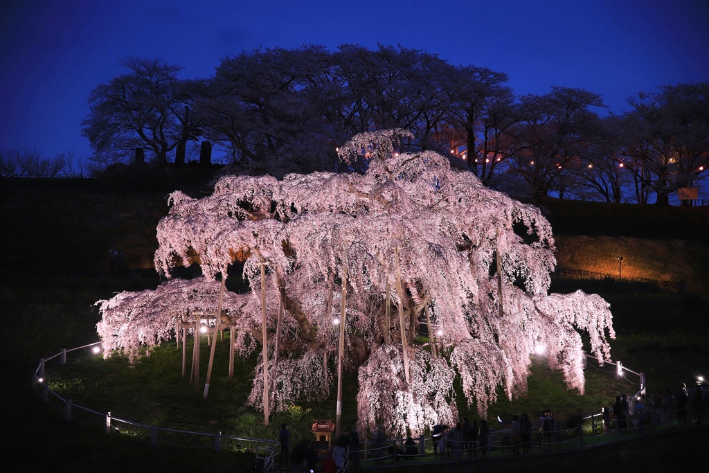 滝桜