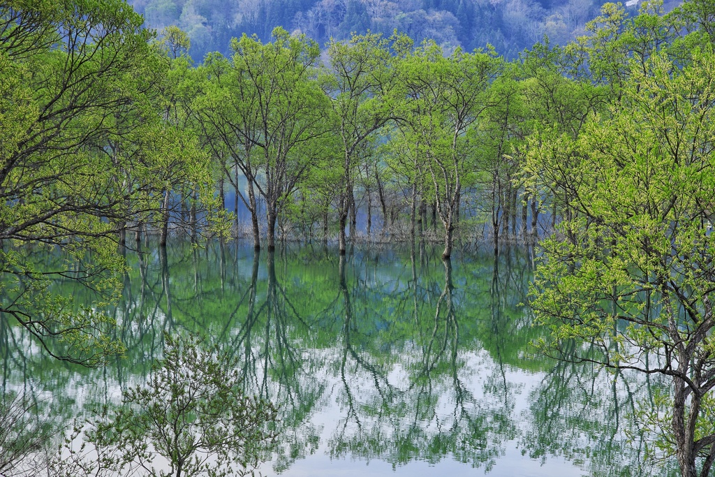 目に青葉