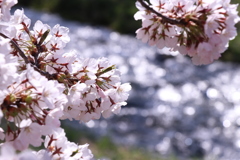 観音寺川の桜