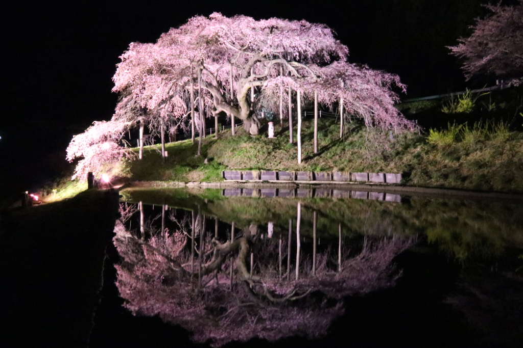 中島の地蔵桜