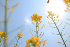菜の花
