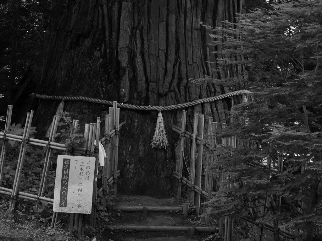 戸隠神社 三本杉その２