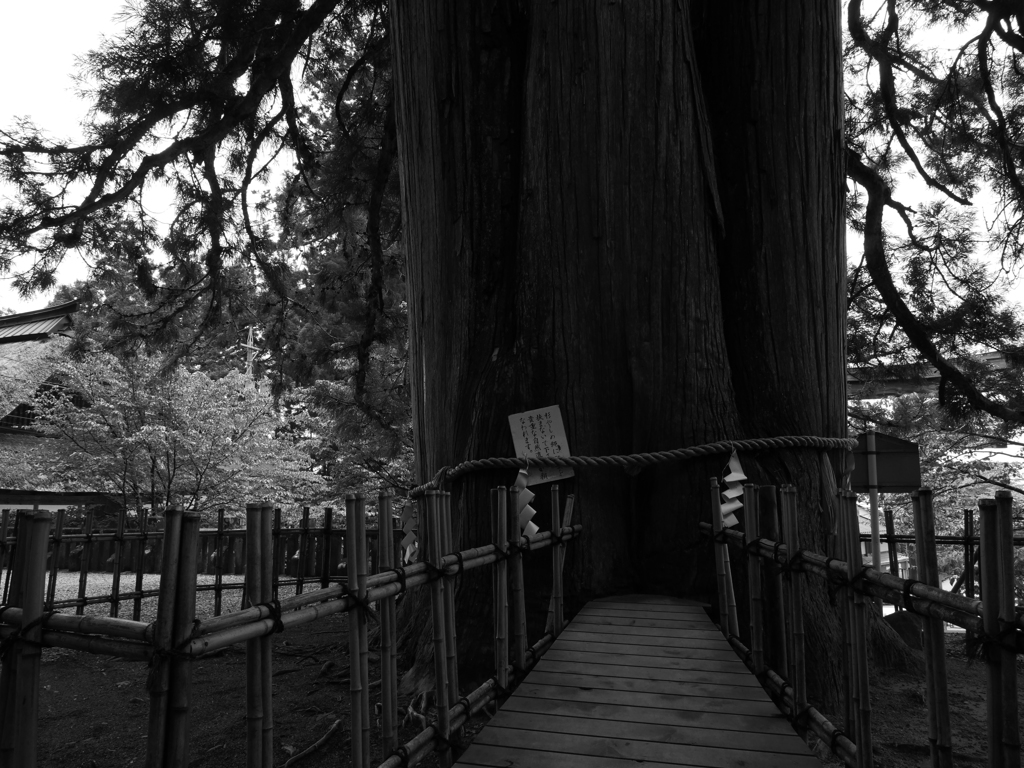 戸隠神社　三本杉その１