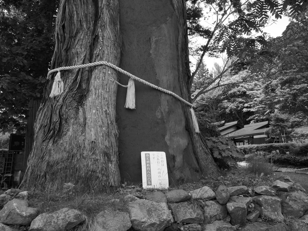 戸隠神社 三本杉その３