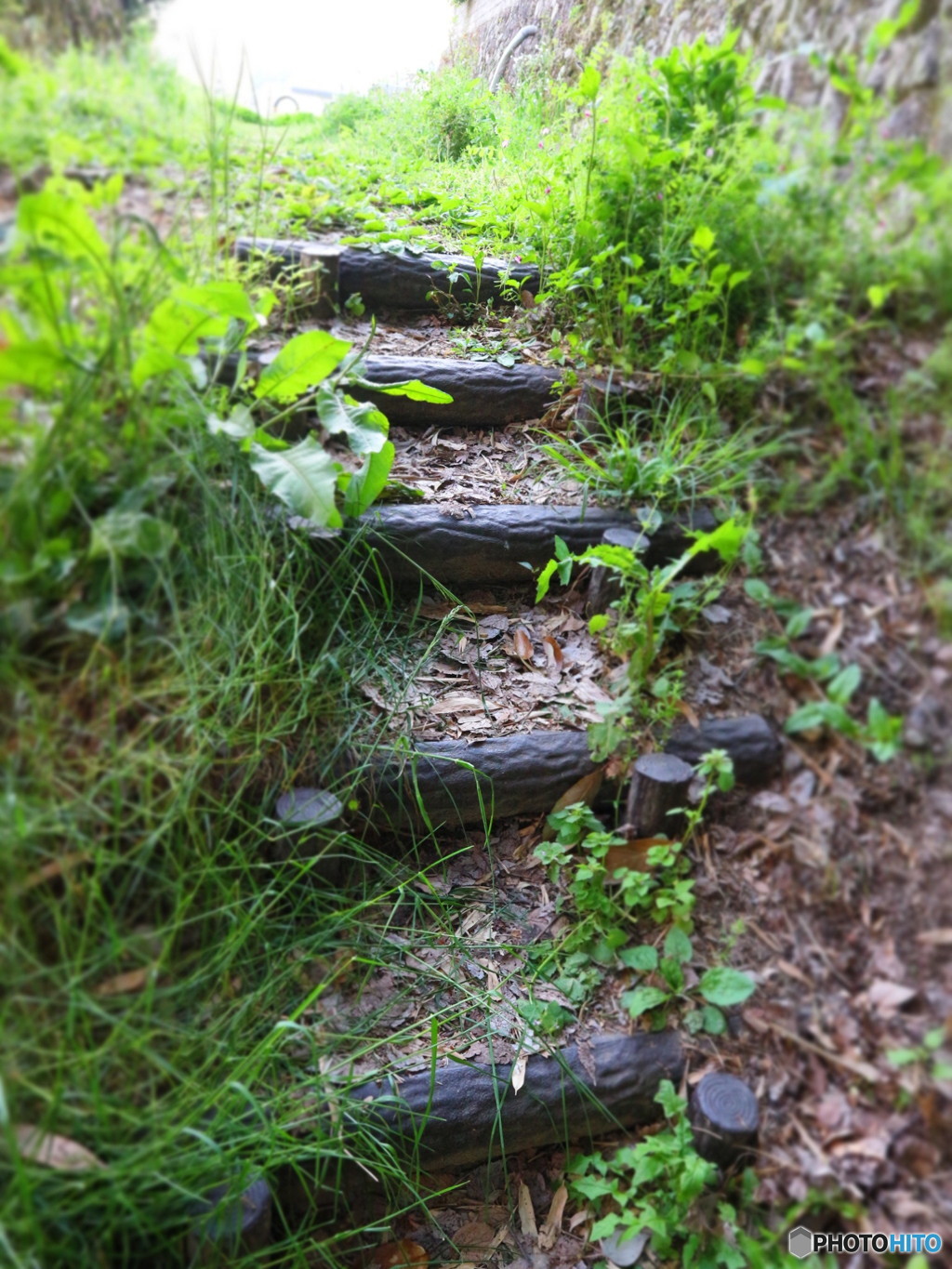 森の階段