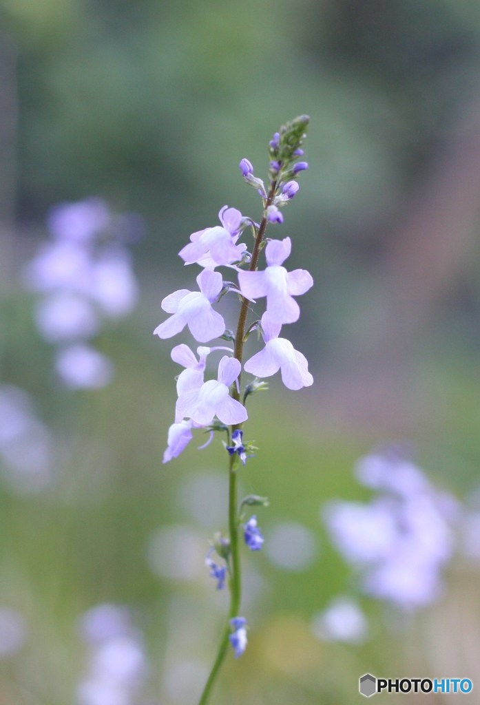 山野草