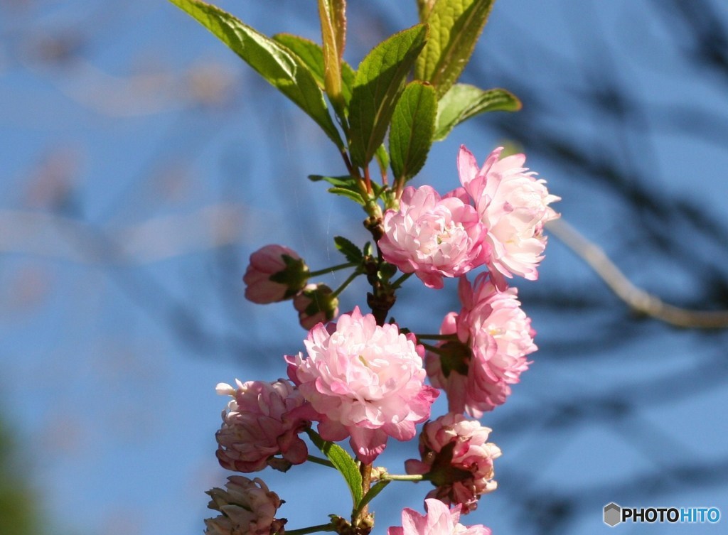 山野草