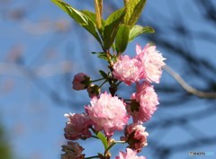 山野草