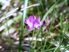 山野草