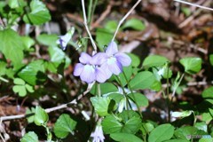 030山野草