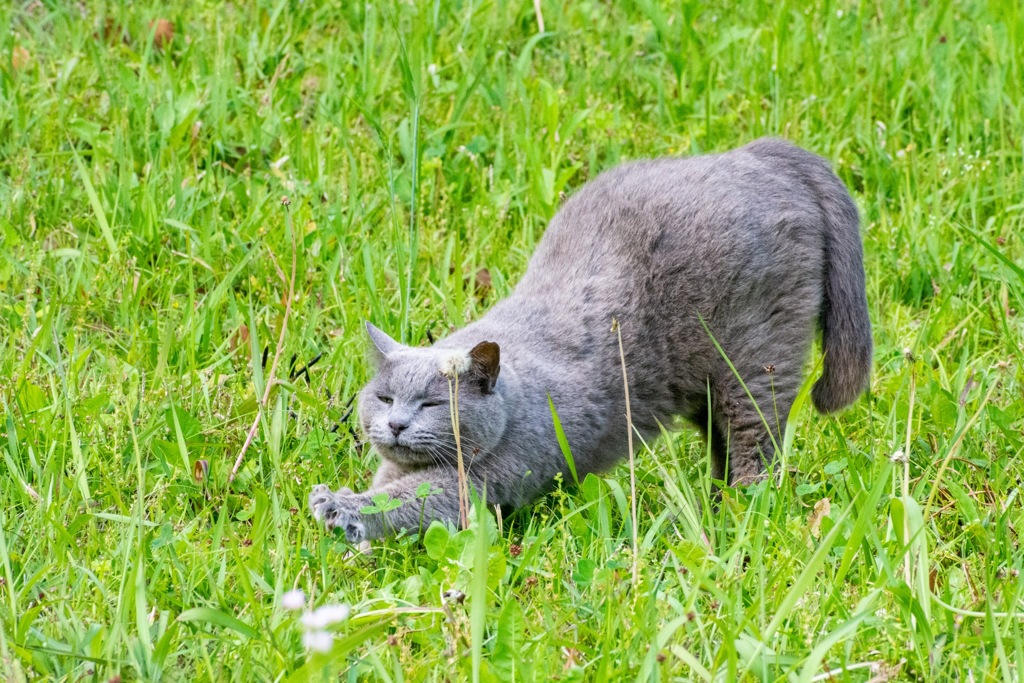 猫