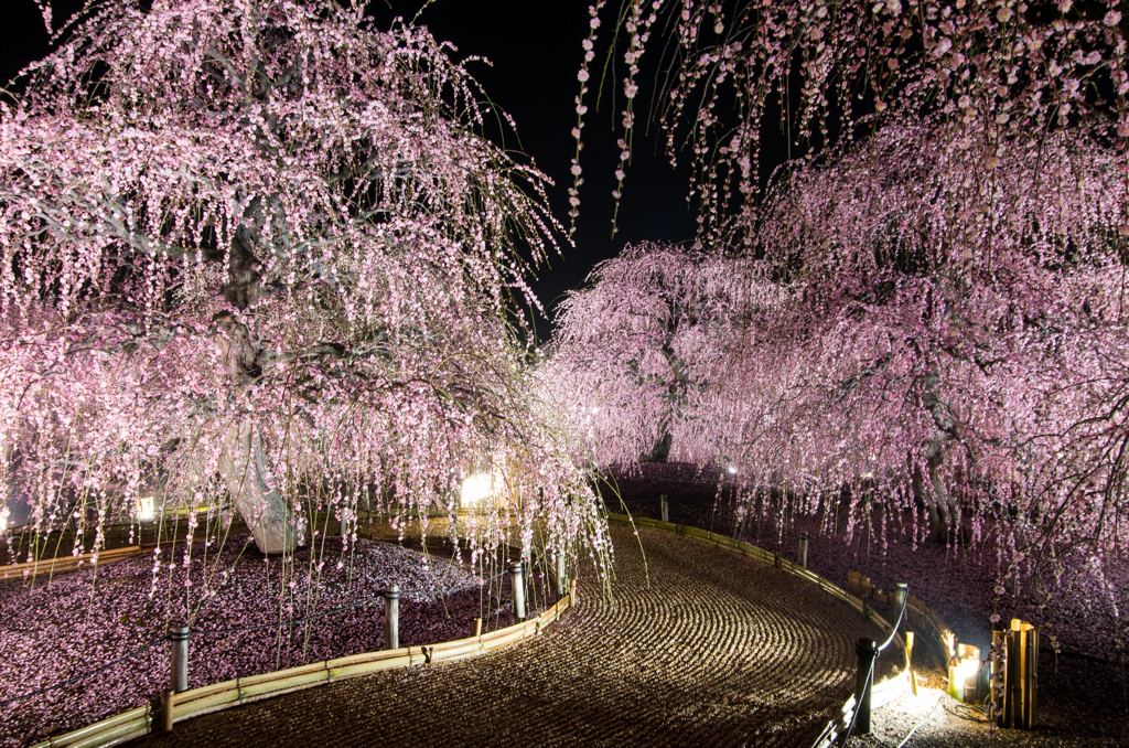 鈴鹿の森庭園