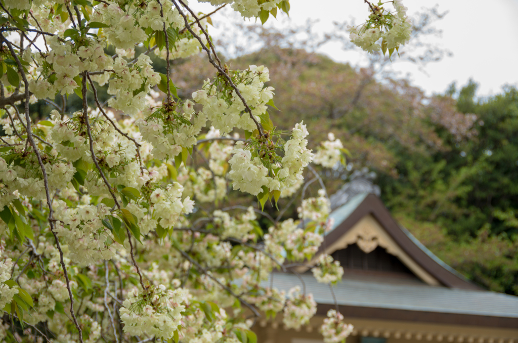 黄色い桜