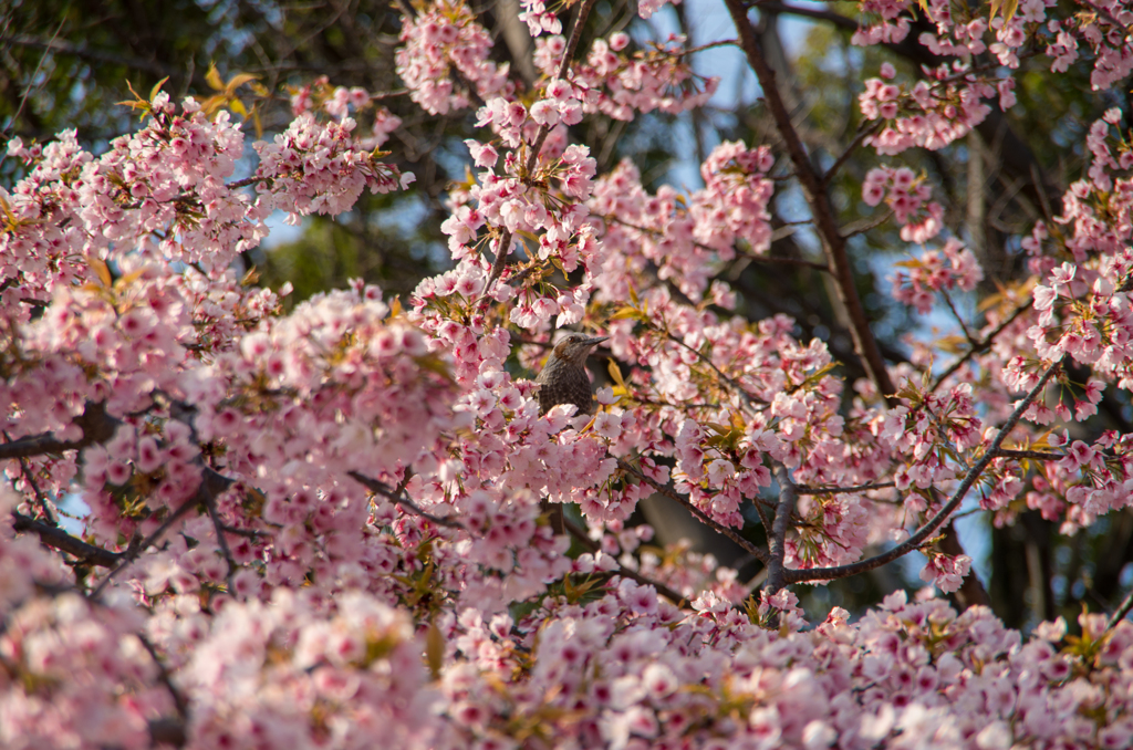 桜と小鳥