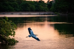 アオサギ アオサギ