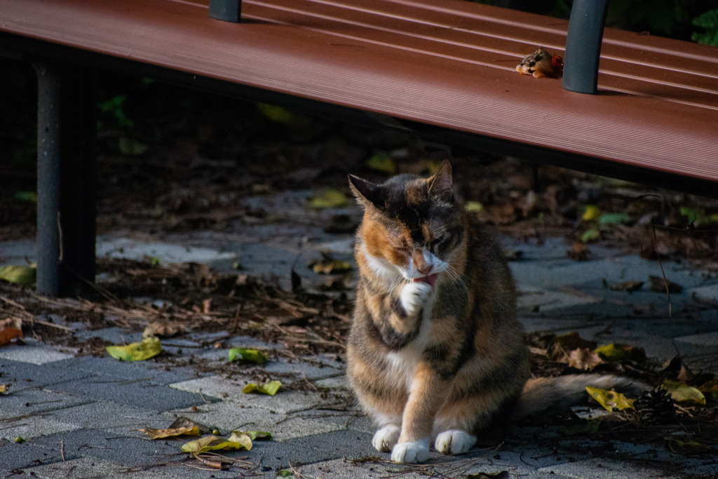 のらねこ