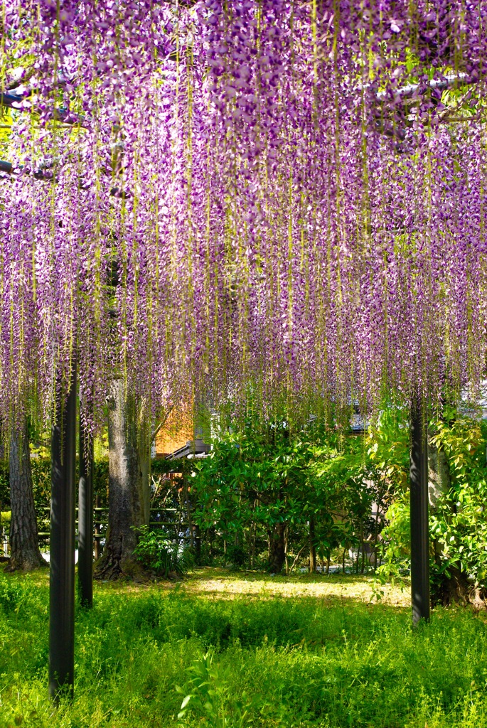 桜のあとは