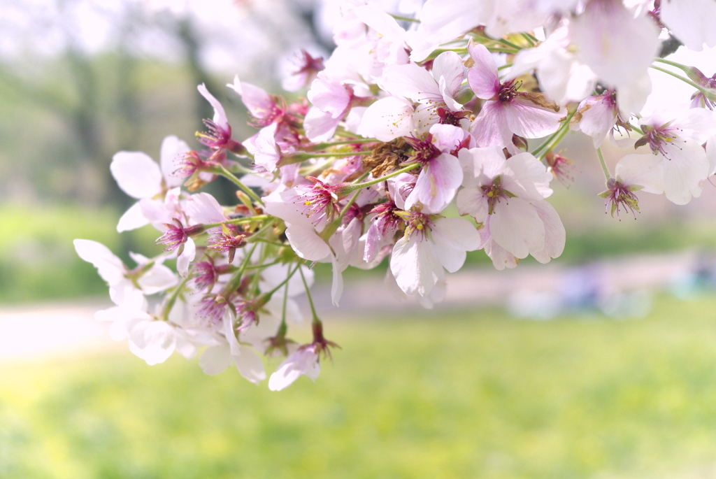 背割堤の桜