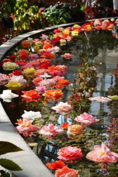 流れる花