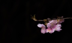 スポットを浴びる桜