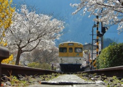 安野 花の駅公園