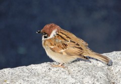元安川　雀 くちばしに何かついとる