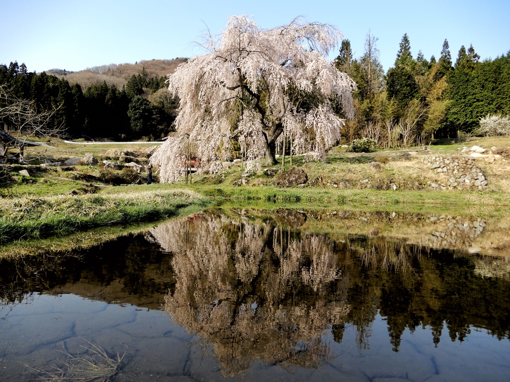 中原のしだれ桜